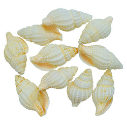 Shells Jasmine 10pcs