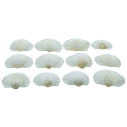 Shells, Kakinada Chippi, 100g