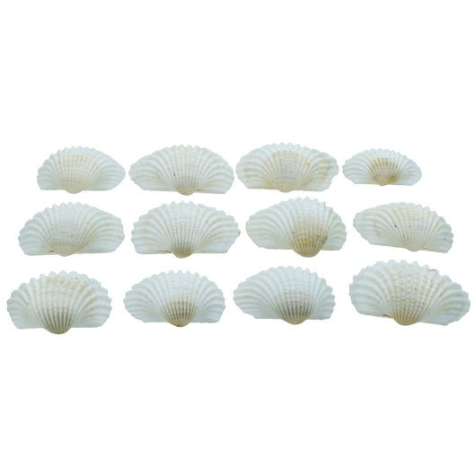Shells, Kakinada Chippi, 100g