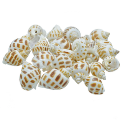 Shells Shmall Forigen Puta Muttai 50GM