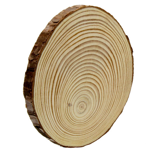 Wood Slices (Various Sizes)