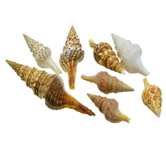Shells Thirukani 50g