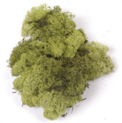 Moss Light Green 40g