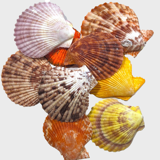 Large Shells 250g