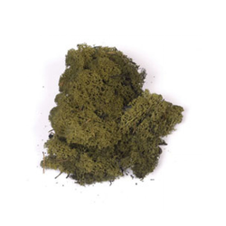 Dark Green Moss 40g