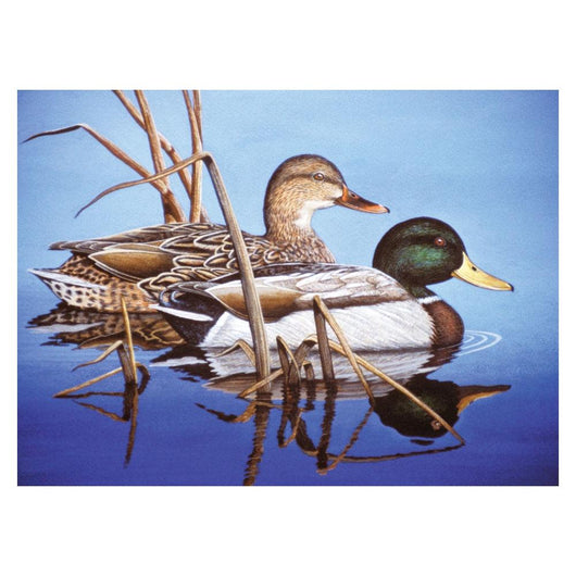 Paint by Numbers - Blue Water Mallards (Adults) - Art Academy Direct